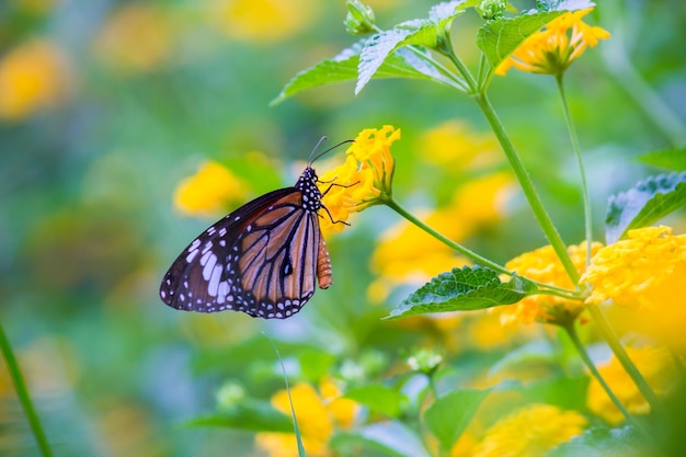 Motyl monarcha Motyl monarcha żywiący się kwiatami w letnim ogrodzie