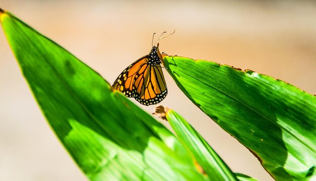 Motyl monarcha na zielonych liściach w ogrodzie.