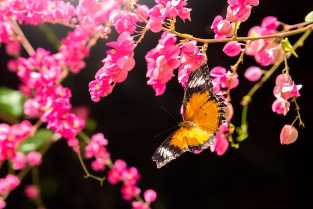 Motyl Monarcha Na żółtych Kwiatach Z Czarnym Tłem