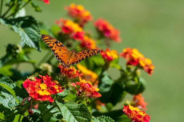 Motyl monarcha siedzący na kwiatach