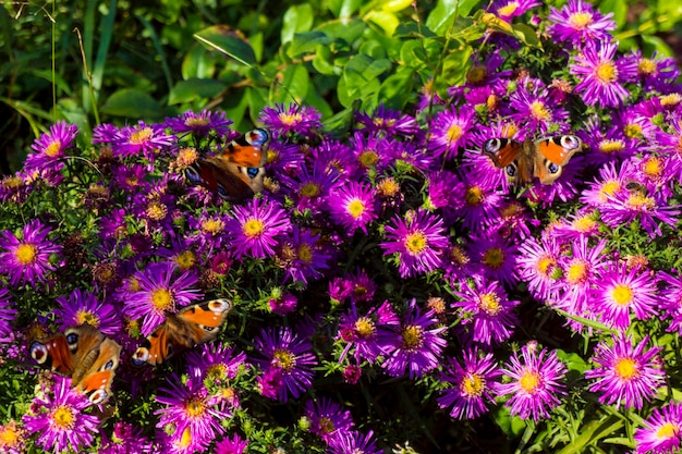 Motyl monarcha w fioletowe Astry