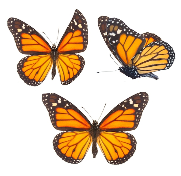 Motyl monarcha