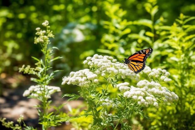 Zdjęcie motyl monarcha