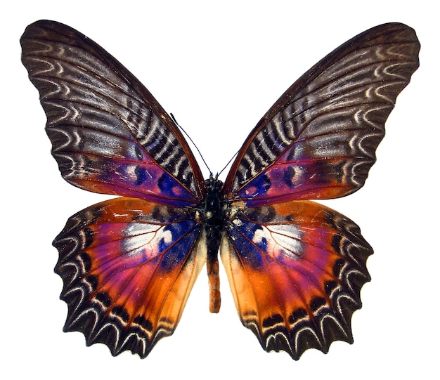 Motyl na białym tle. Kolorowy fioletowy fioletowy motyl Cethosia myrina zamknąć. Do druku,