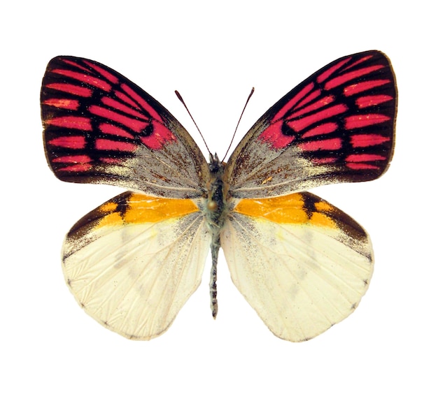 Motyl na białym tle. Motyl niezwykły szkarłatny jasny różowy kolor. Colotis zoe z bliska makro
