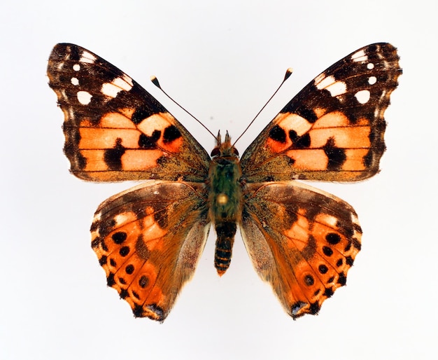 Motyl na białym tle. Painted Lady Vanessa cardui pomarańczowy czarny motyl makro. Kolekcja