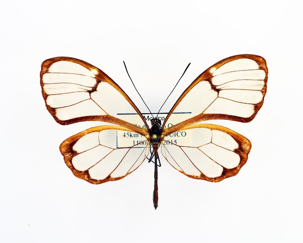 Motyl na białym tle. Piękny przezroczysty motyl Greta annette makro, kolekcja