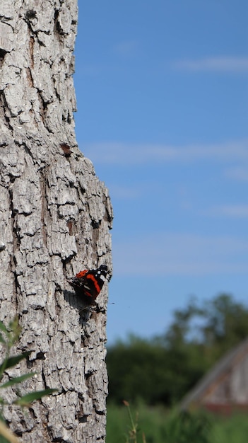 motyl na drzewie pośrodku lasu