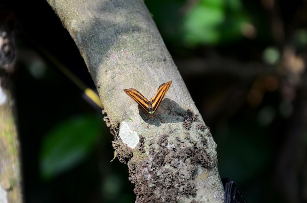 Motyl na drzewie