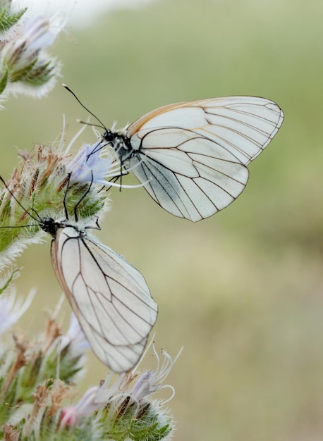 Motyl na dzikim kwiecie Żmijowiec żmijowiec żmijowaty