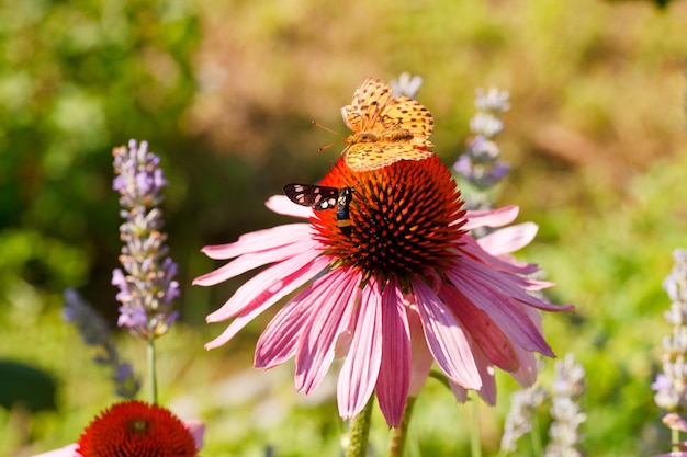 Motyl na Echinacea kwiacie