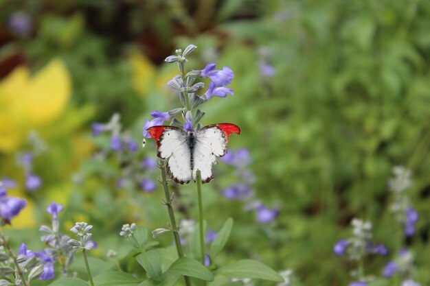 Zdjęcie motyl na fioletowym kwiatku