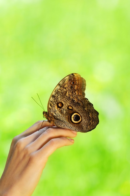 Motyl Na Kobiecej Dłoni