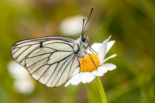 Motyl na kolorowym kwiecie w przyrodzie. nazwa naukowa; Aporia crataegi