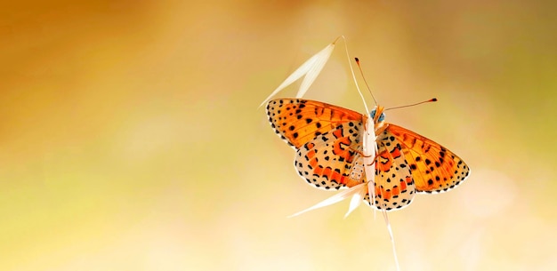 Motyl na kolorowym kwiecie w przyrodzie. nazwa naukowa; Melitaea cinxia