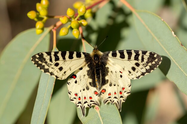 Motyl na kolorowym kwiecie w przyrodzie.