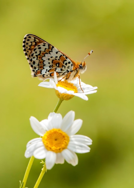 Motyl na kolorowym kwiecie w przyrodzie.