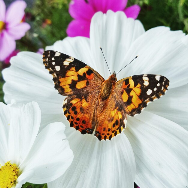 Zdjęcie motyl na kwiacie kosmosu