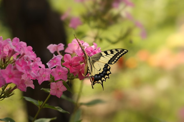 Zdjęcie motyl na kwiacie w ogródzie