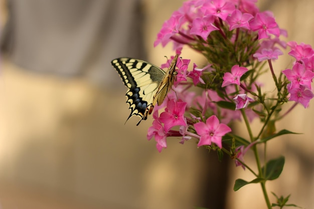 Zdjęcie motyl na kwiacie w ogródzie