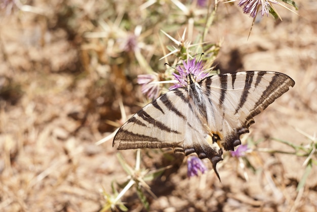 Motyl Na Kwiacie W Sycylijskiej Wsi