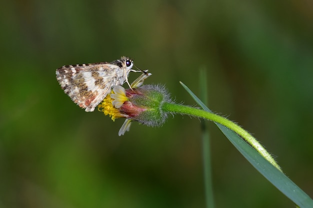 motyl na kwiacie