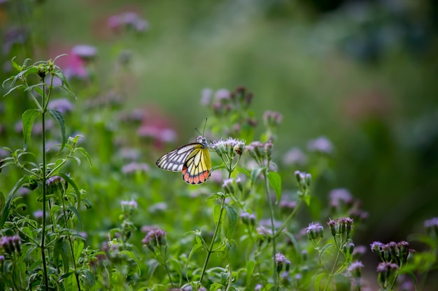 Motyl Na Kwiat Roślinach