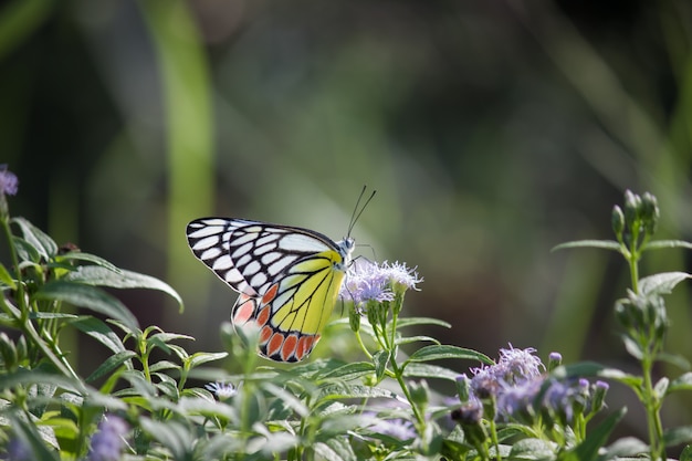 Motyl na kwiat roślinie