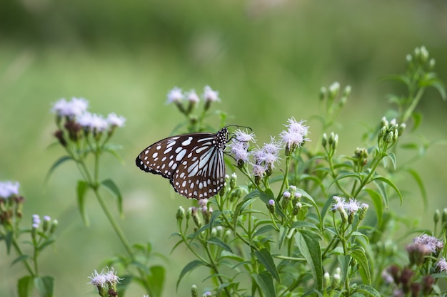 Motyl Na Kwiat Roślinie