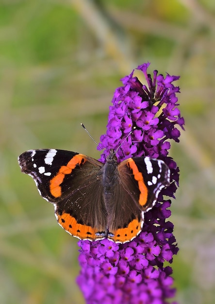 Zdjęcie motyl na kwiat