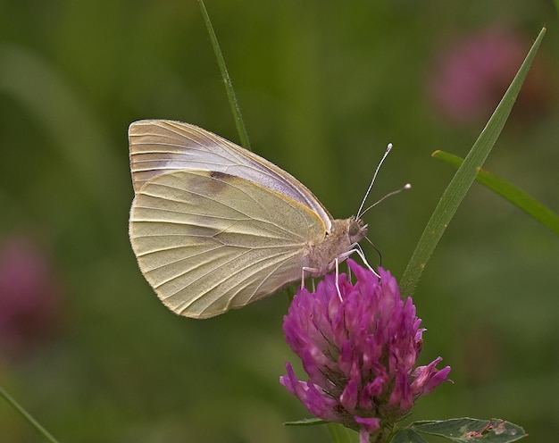 motyl na kwiat