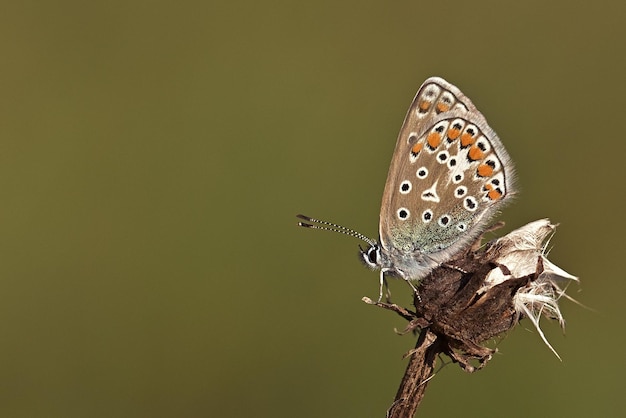 motyl na kwiat