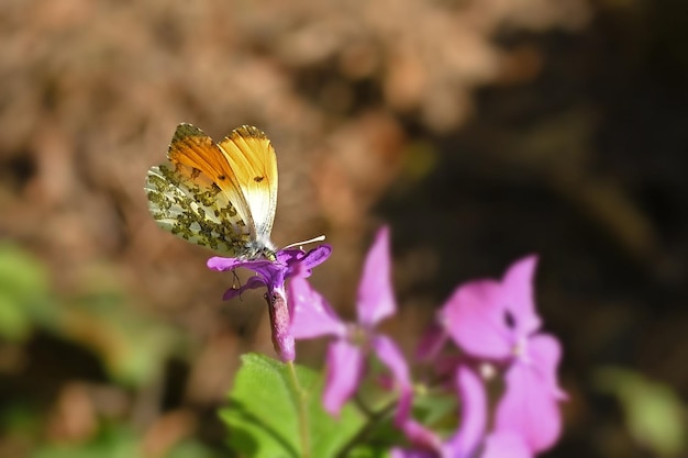 motyl na kwiat