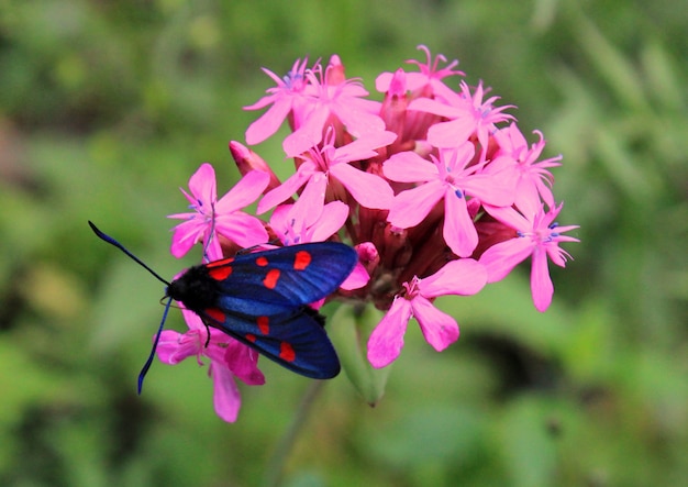 Motyl Na Kwiatach I Roślinach, Przyroda I Dzika Przyroda, życie Owadów, Zielona Powierzchnia.