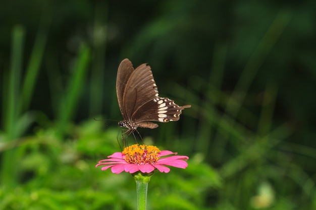 Motyl na kwiatach