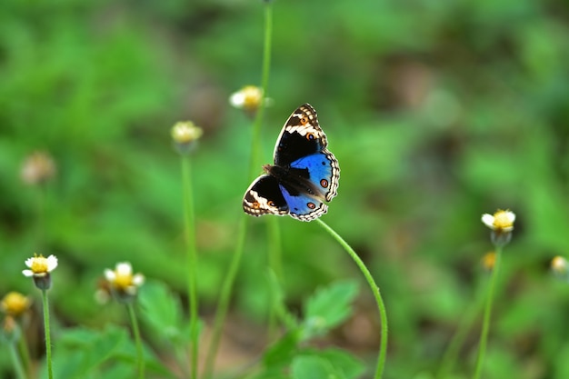 Motyl na kwiatek na łące, wiosną makro.