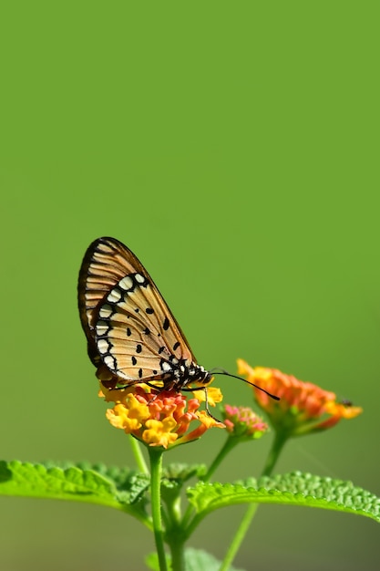 Motyl Na Kwiatku, Naturalny Obraz.