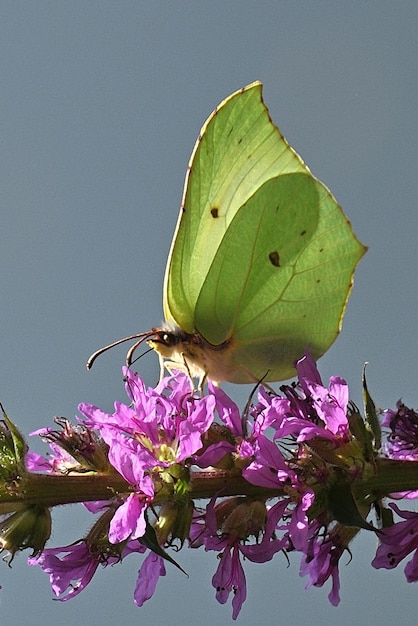 Motyl na kwiatku w ogrodzie