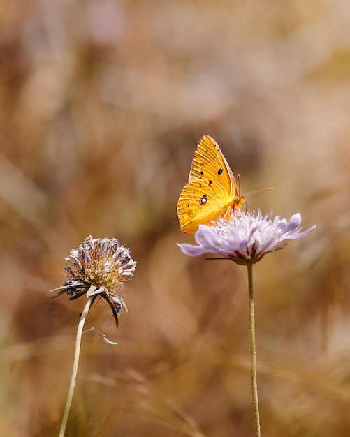 Zdjęcie motyl na kwiatku w polu