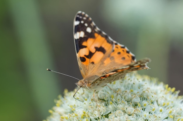 Motyl na kwiatku w zielonej naturzex9