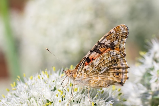 Motyl na kwiatku w zielonej naturzex9