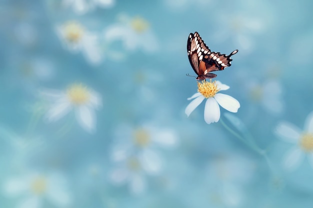 motyl na kwiatku