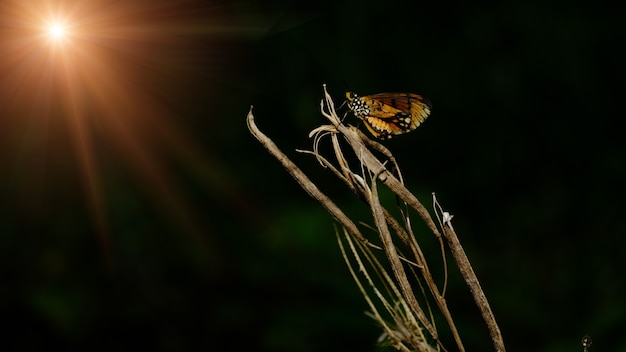 Zdjęcie motyl na kwiatku