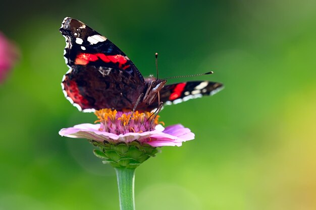 motyl na kwiatku