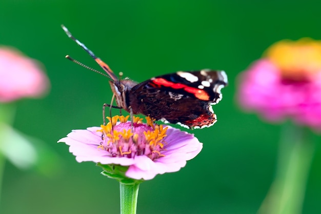 motyl na kwiatku