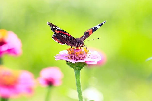 motyl na kwiatku