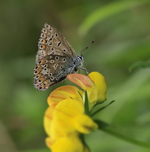 motyl na kwiatku