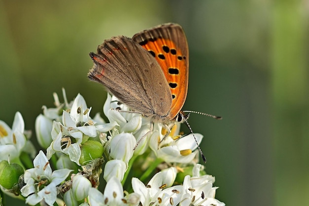 motyl na kwiatku