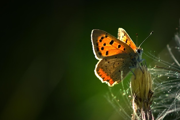 motyl na kwiatku