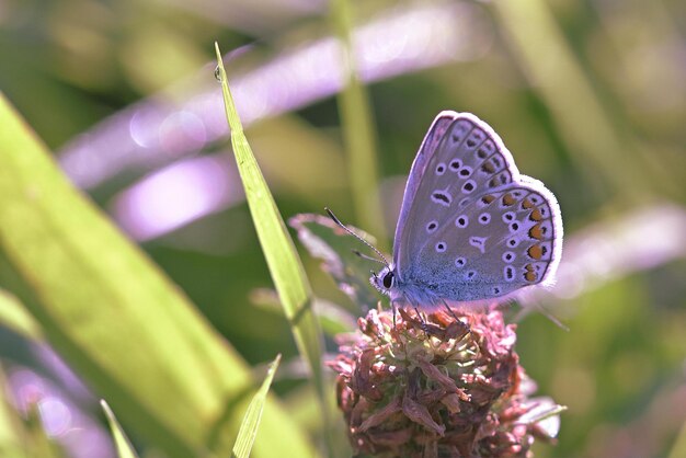 motyl na kwiatku